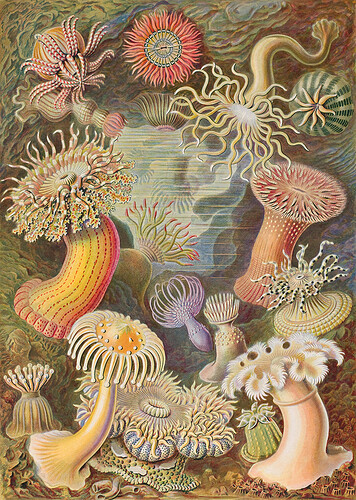 Haeckel_Actiniae