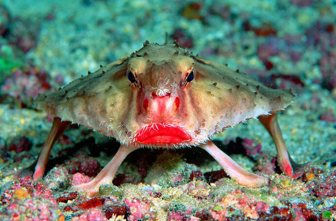 Red_Lipped_Batfish_01