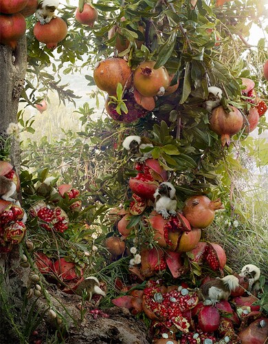 doorofperception.com-Simen_Johan-Animals-15