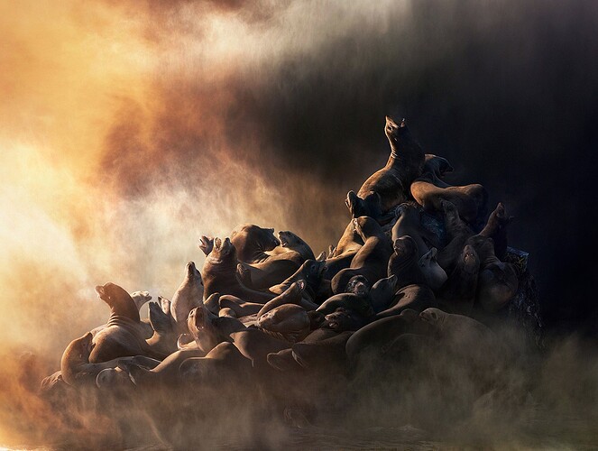 doorofperception.com-Simen_Johan-Animals-18