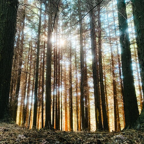 pine_cathedral