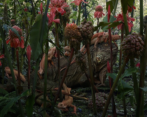 doorofperception.com-Simen_Johan-Animals-05
