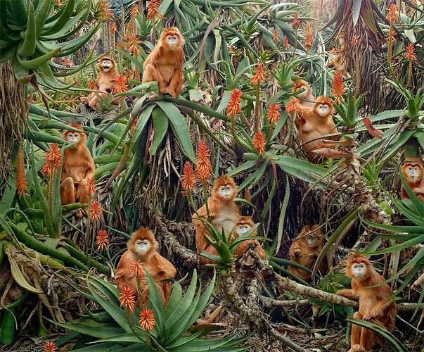 doorofperception.com-Simen_Johan-Animals-14