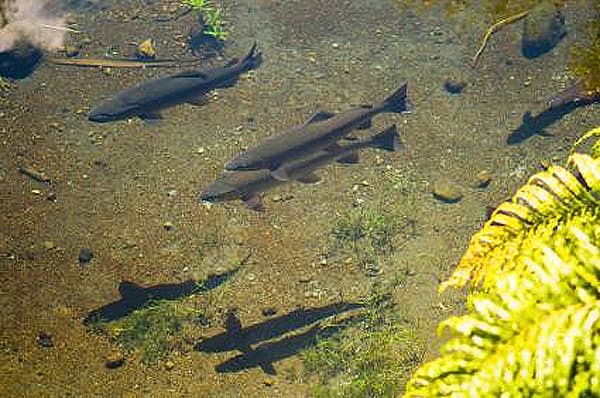 Trout-Swimming-Backpack-Fly-Fishing-Blog